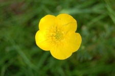 image of flower