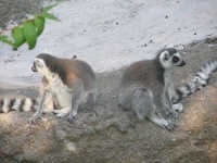 image of madagascar_cat