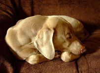image of weimaraner