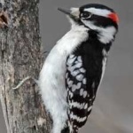 image of bird