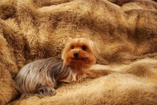 image of yorkshire_terrier #16