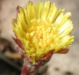 image of flower