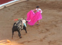 image of animal