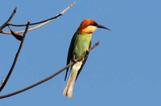 image of bee_eater #30