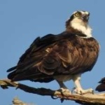 image of bird