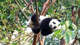 image of animal