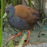 image of bird
