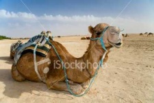 image of arabian_camel