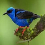 image of bird