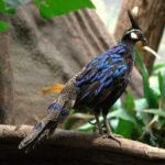 image of bird