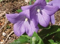 image of balloon_flower #42