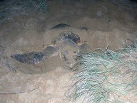 image of loggerhead
