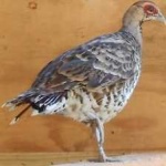 image of bird