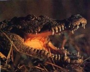 image of animal
