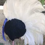 image of bird