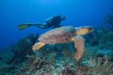 image of loggerhead