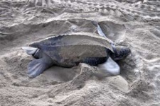 image of leatherback_turtle