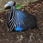 image of bird