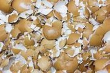 image of egg_shell