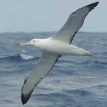 image of bird