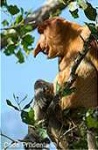 image of proboscis_monkey