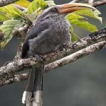 image of bird