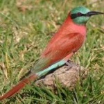 image of bird