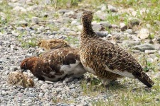 image of ptarmigan
