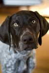 image of german_short_haired_pointer