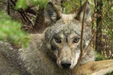 image of animal