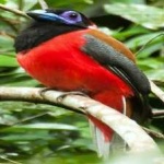 image of red_naped_trogon #31