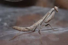 image of mantis