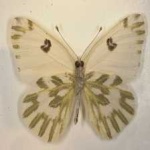 image of animal