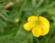 image of flower