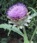 image of artichoke_flower #46