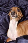 image of italian_greyhound
