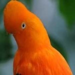image of bird