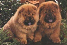 image of chow