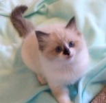 image of animal