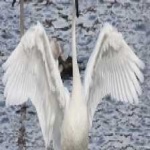 image of bird