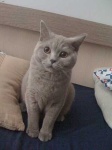 image of animal