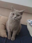 image of british_shorthair #5