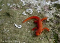 image of common_newt #7