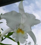 image of flower