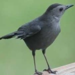 image of gray_catbird