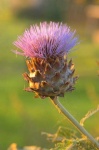 image of cardoon