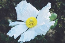 image of flower