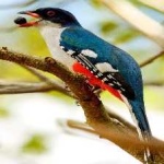 image of cuban_trogon #10