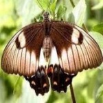 image of animal