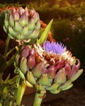 image of artichoke_flower #52